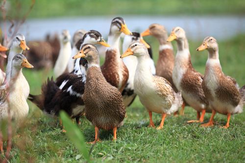 Influenza aviaire hautement pathogène